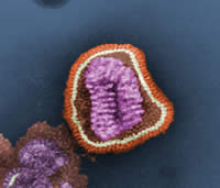 Influenza virus particle