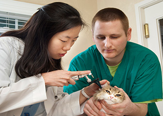 Veterinary assistants and laboratory animal caretakers