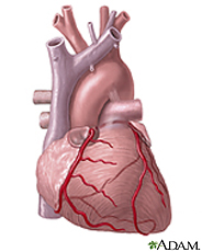 Illustration of the heart