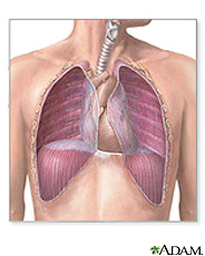 Illustration of the thorax