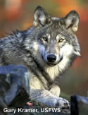 Gray Wolf Conservation & Management