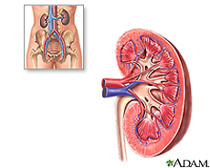 Illustration of kidney anatomy