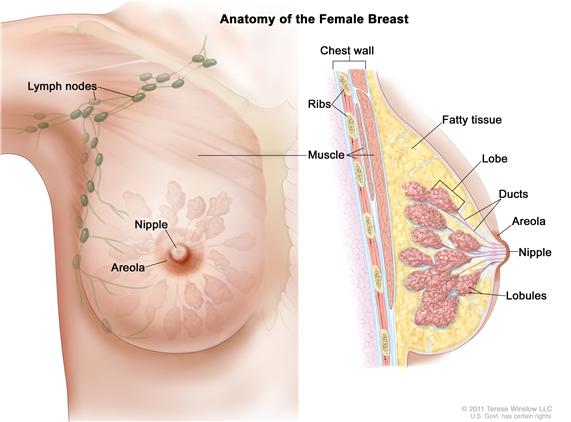 Drawing of female breast anatomy showing  the lymph nodes, nipple, areola, chest wall, ribs, muscle, fatty tissue, lobe, and ducts.