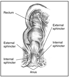Drawing of the rectum and anus. The rectum, external sphincter, internal sphincter, and anus are labeled.