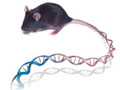 Mouse with DNA tail
