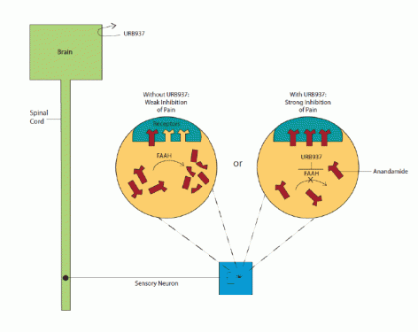 Graphic shows a synapse of a peripheral sensory neuron under two conditions. A) In the absence of URB937, pain is weakly inhibited because FAAH breaks up anandamide molecules, limiting occupation of anandamide receptors. B) In the presence