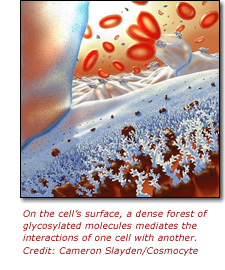 On the cell's surface, a dense forest of glycosylated molecules mediates the interactions of one cell with another. Credit: Cameron Slayden/Cosmocyte