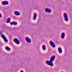 Microscope image of capsule-shaped bacteria.