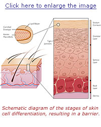 Schematic diagram of the stages of skin cell differentiation, resulting in a barrier.