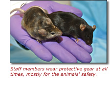 Staff members wear protective gear at all times, mostly for the animals' safety.