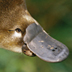 photo of a platypus