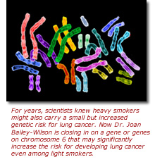 For years, scientists knew heavy smokers might also carry a small but increased genetic risk for lung cancer. Now Dr. Joan Bailey-Wilson is closing in on a gene or genes on chromosome 6 that may significantly increase the risk for developing lung cancer even among light smokers.