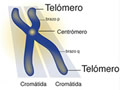 Chromosome entry in Spanish