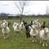 Sheep on pasture.