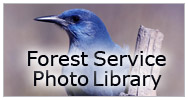 Forest Service Photo Library image of a Pinyon Jay by Dave Herr