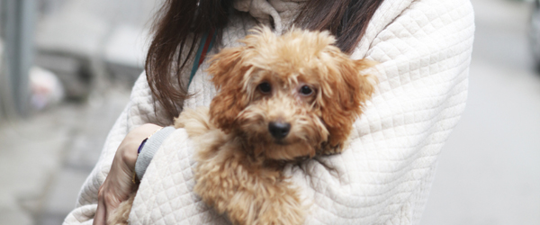 Young woman with a small dog