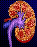 More can be done to prevent permanent kidney damage, says American College of Rheumatology.