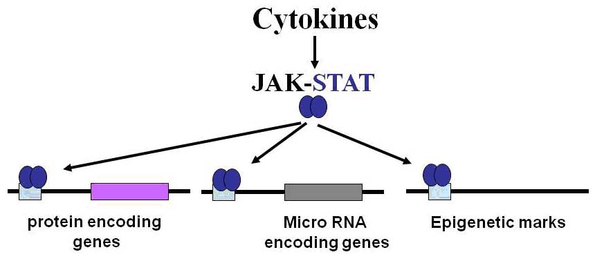  this image is a line diagram presenting the JAK-STAT signaling pathway