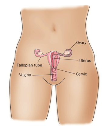 Diagram of the ovaries showing uterus, cervix, vagina and fallopian tube.