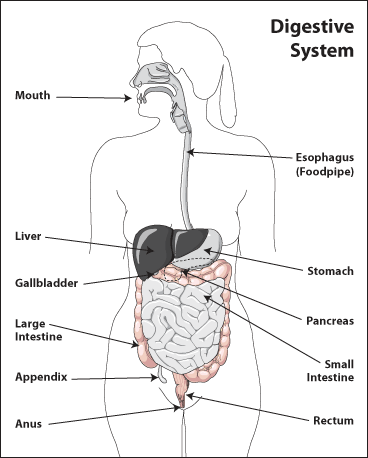 Diagram of the digestive system showing the large and small intestine, recrum, anus, sigmoid colon, and stomach