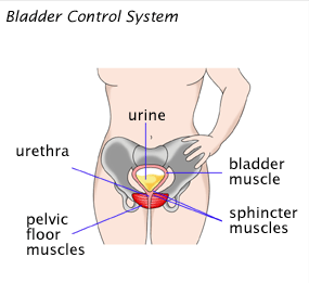 Bladder control system including urethra, bladder muscle, sphincter muscles, pelvic floor muscles and urine