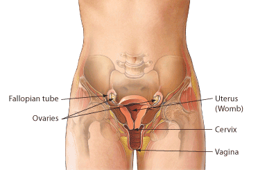 illustration of the reproductive system showing fallopian tube, ovaries, uterus, cervix, and vagina