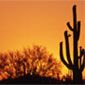 AZ Desert sunset