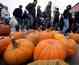People stroll by pumpkins belonging to Odrobina Farms in New Haven at Eastern Market on Saturday, October 6, 2012. ERIC SEALS/Detroit Free Press