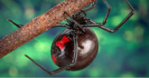 Image: Black widow spider