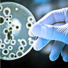 image of a hand holding a petri dish