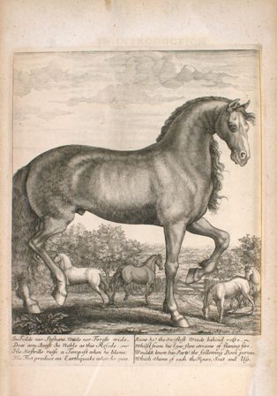 Engraving of a horse by Nicholas Yeates (active 1669-1683) in Andrew Snape's The Anatomy of an Horse, printed in London in 1683.