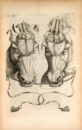 Engraving showing two horses heads with brain exposed, from Andrew Snape's The Anatomy of an Horse, printed in London in 1683.