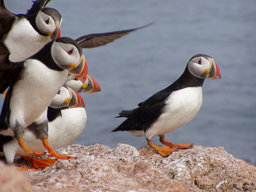 Image description: A group of puffins at Maine Coastal Islands National Wildlife Refuge.
Photo from the U.S. Fish and Wildlife Service Northeast Region