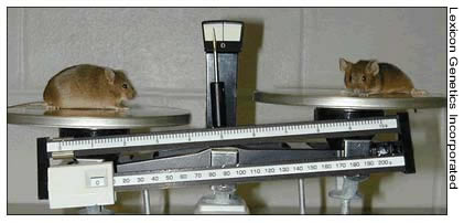 Overweight Mice