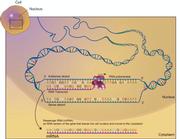 Messenger RNA (mRNA) 