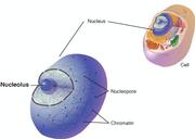 Nucleolus 