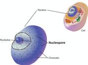 Nucleopore 
