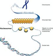 Nucleosome 