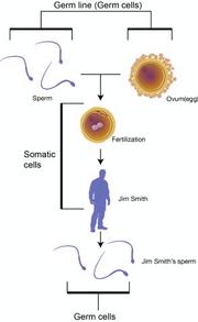 Somatic Cells 