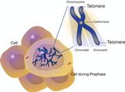 Telomere 