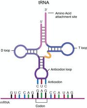 Transfer RNA (tRNA) 
