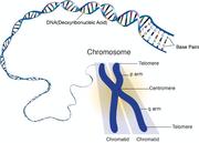 Chromosome 