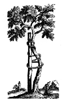 AAOS tree logo