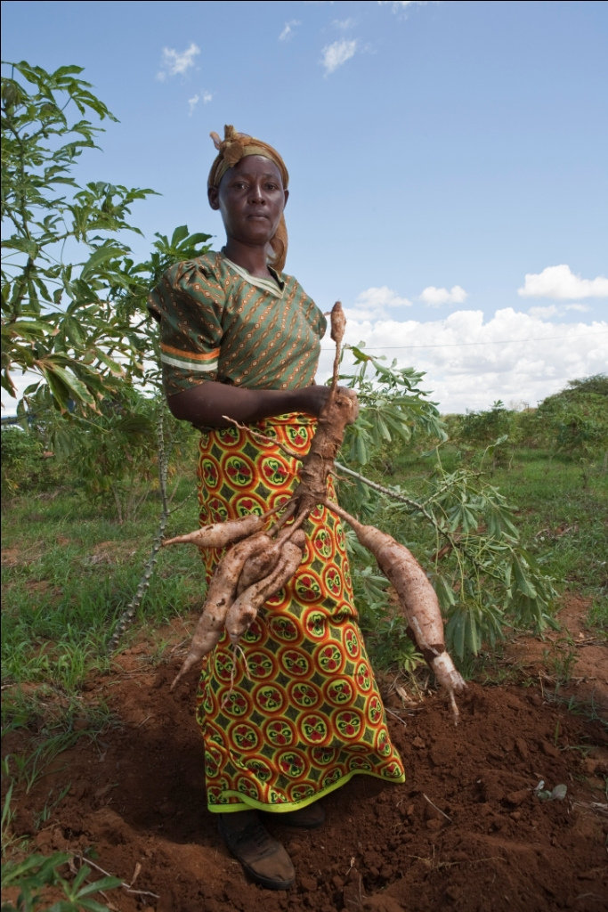 Growing a better future with sweet potatoes in Africa