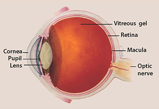 The optic nerve