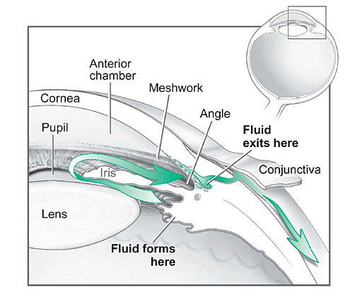 Fluid Pathway