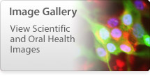 Image Gallery - View Scientific and Oral Health Images