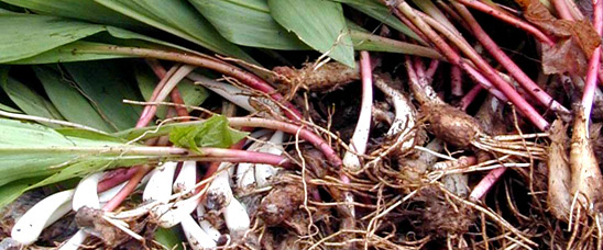 During April and May, ramps are often served in restaurants in the eastern U.S.