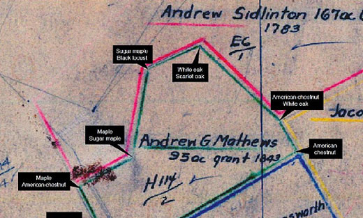 Trees on historic survey maps were used to determine property lines (photo credit: Melissa Thomas-Van Gundy, U.S. Forest Service)