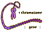 Illustration of a chromosome and gene